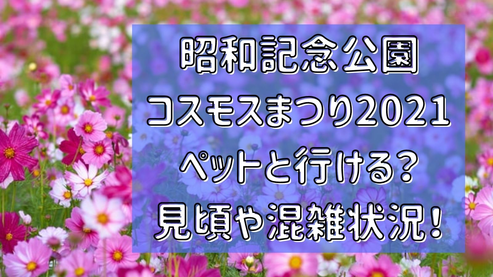 昭和記念公園コスモスまつり21ペットと行ける 見頃や混雑状況